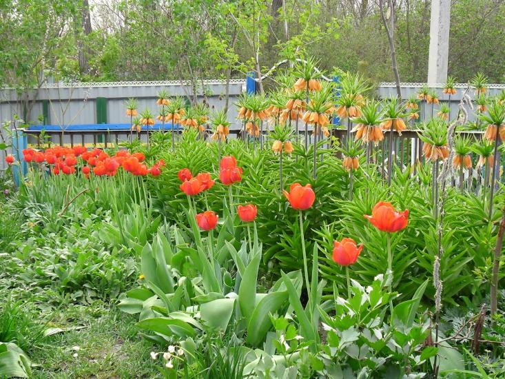 Заміхів з panoramio.com - Замехов