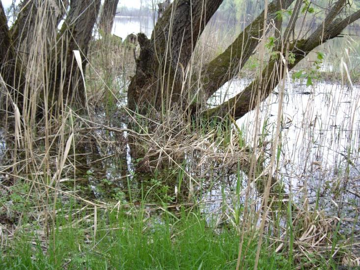 Шабельники з panoramio.com - Шабельники