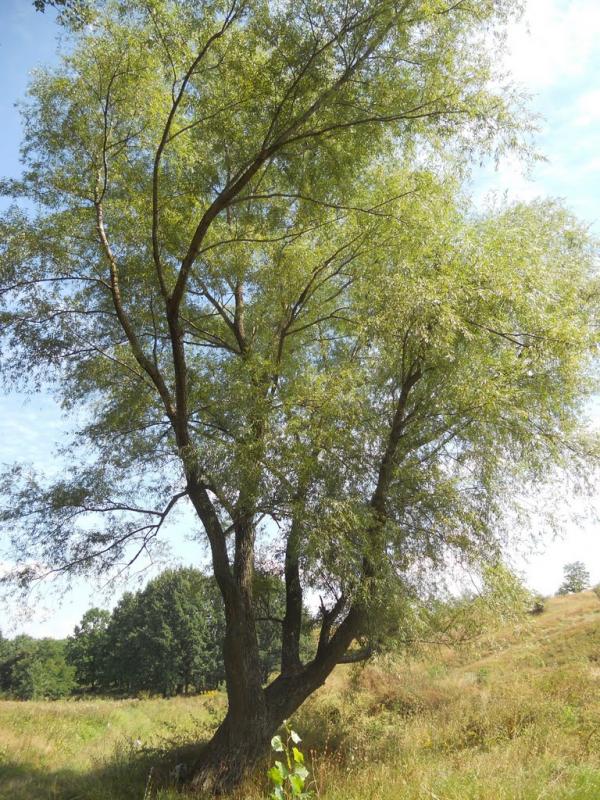 Ракшівка з panoramio.com - Ракшивка