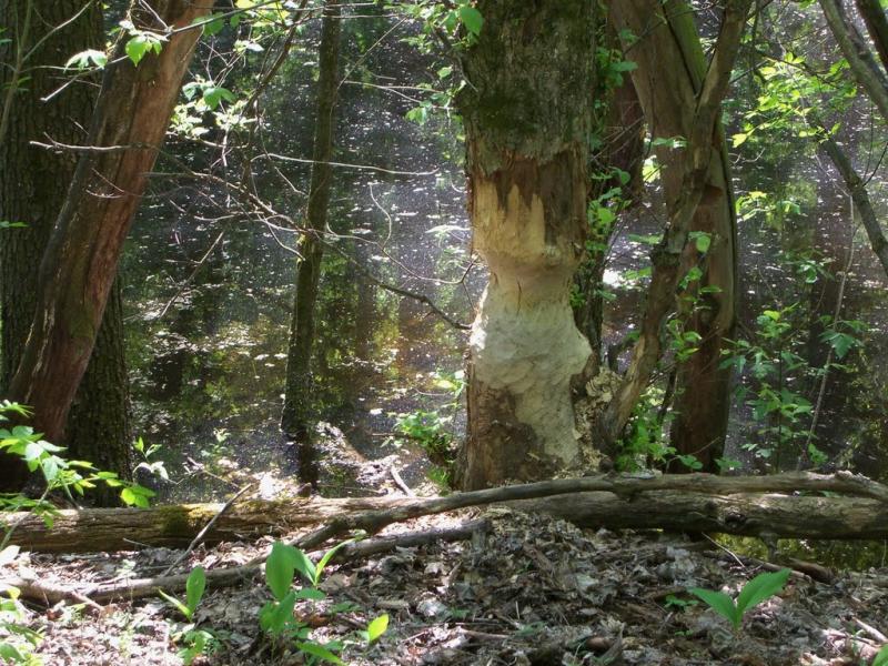 Хвощове з panoramio.com - Хвощево