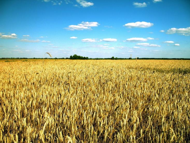 Стрільче з panoramio.com - Стрельче