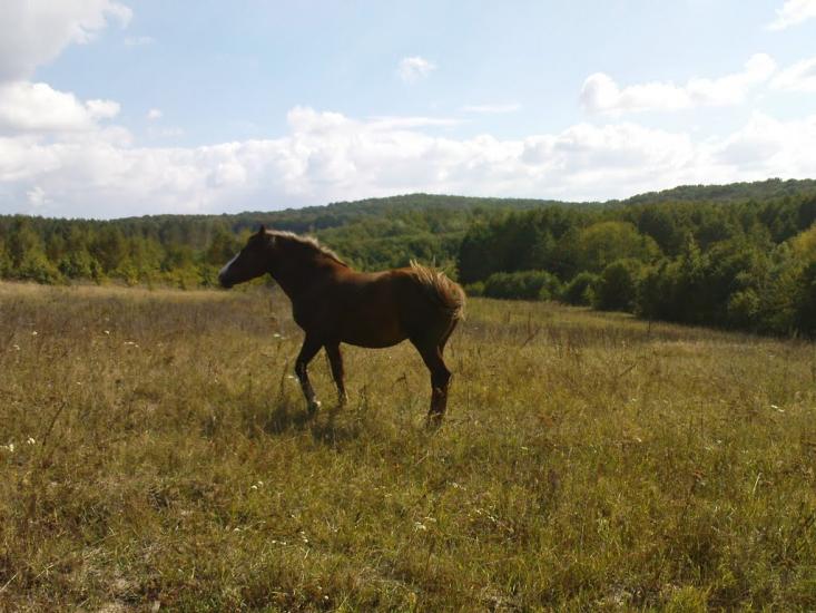 Лубенці з panoramio.com - Лубенцы