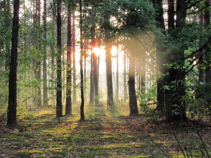Нові Яриловичі з panoramio.com - Новые Ярыловичи