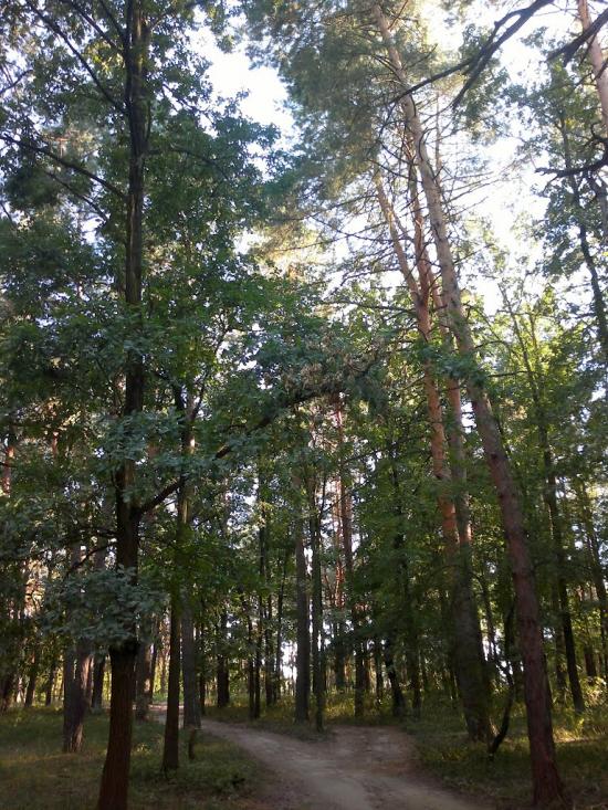 Розкопанці з panoramio.com - Розкопанці