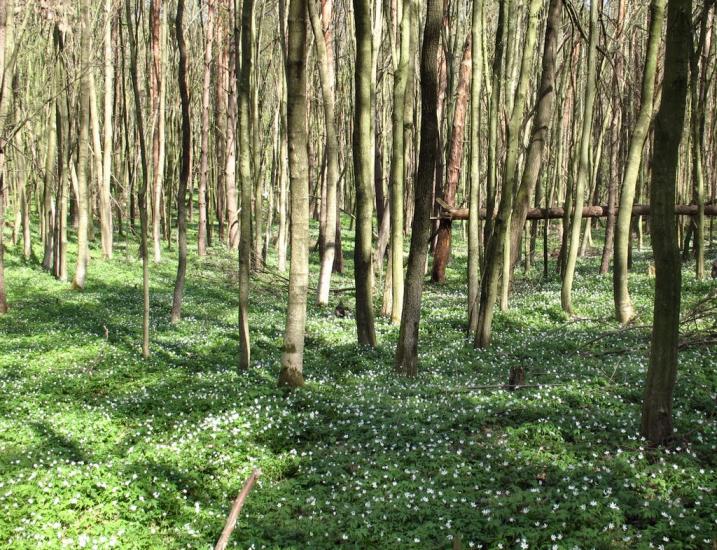 Руда-Колтівська з panoramio.com - Руда-Колтівська