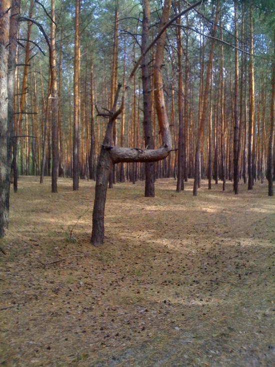 Ярова з panoramio.com - Ярова
