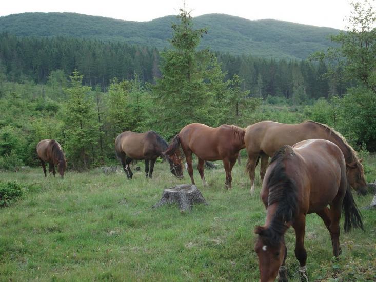 Люча з panoramio.com - Люча