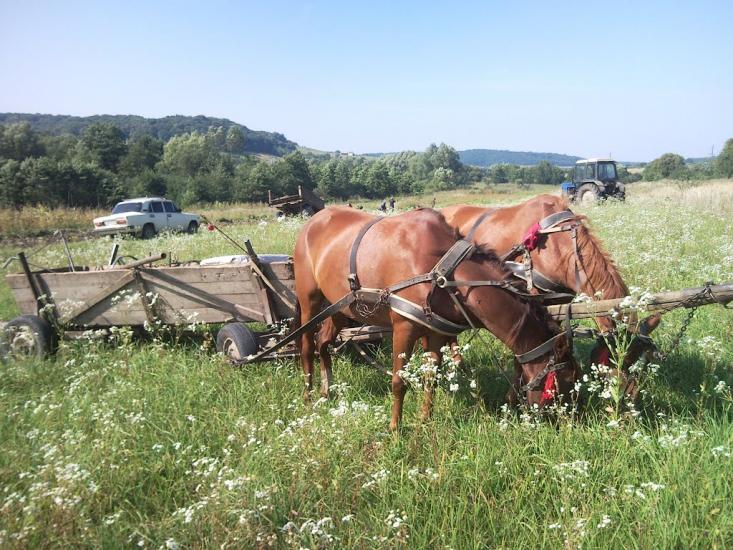 Великі Глібовичі з panoramio.com - Великие Глебовичи