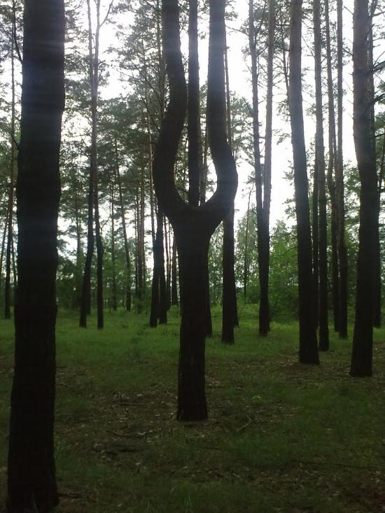 Русанів з panoramio.com - Русанов