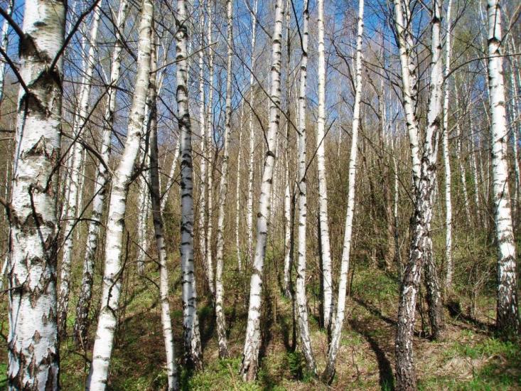 Крушельниця з panoramio.com - Krushelnytsya