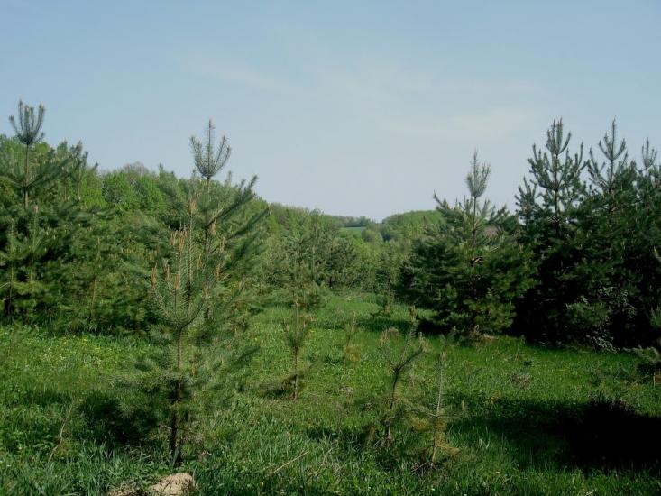 Любомирівка з panoramio.com - Любомировка