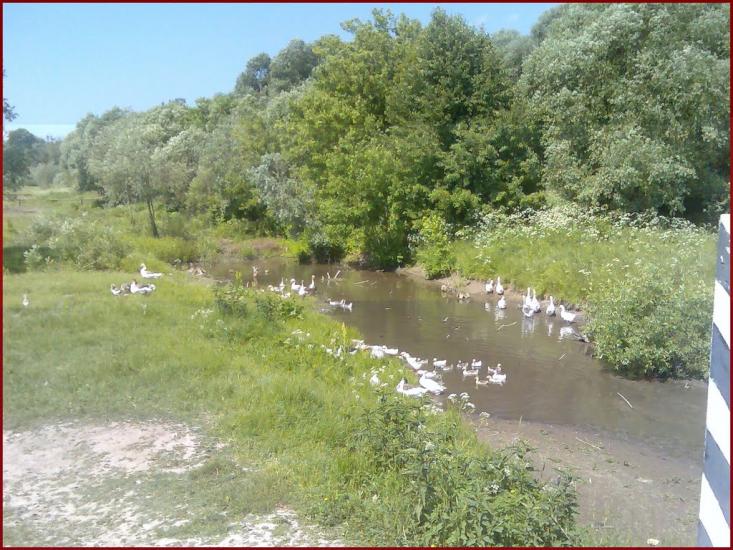 Нова Слобода з panoramio.com - Новая Слобода