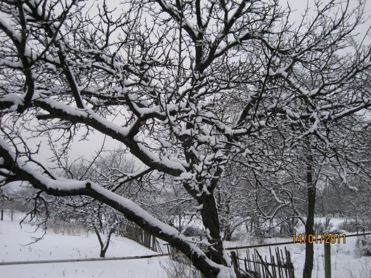 Коротич з panoramio.com - Коротыч