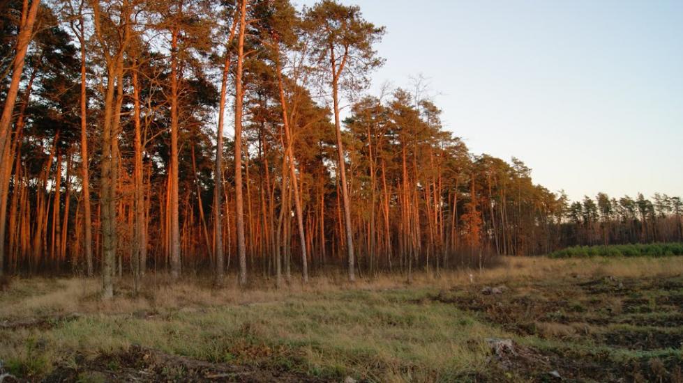 Сокиричі з panoramio.com - Сокиричі