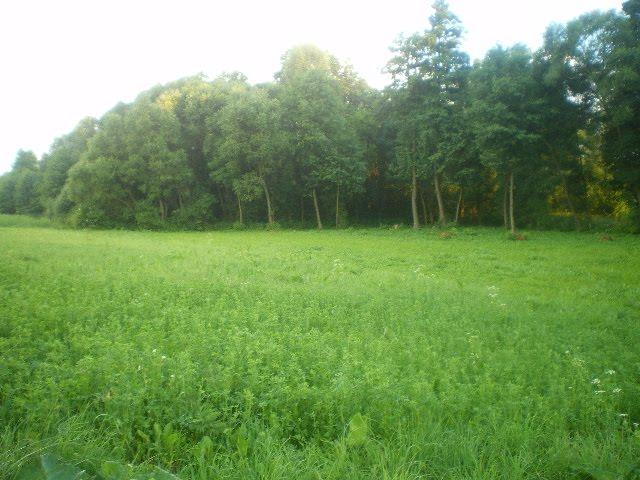 Черепашинці з panoramio.com - Cherepashyntsi