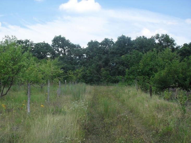 Українське з panoramio.com - Украинское