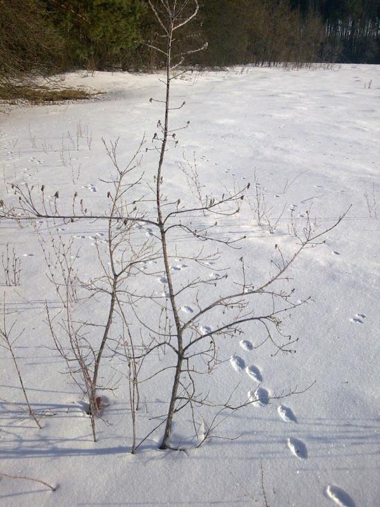 Камінь з panoramio.com - Камінь