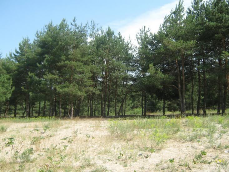 Ряське з panoramio.com - Рясское