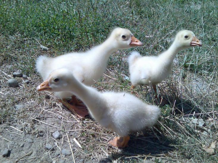 Ценява з panoramio.com - Ценява