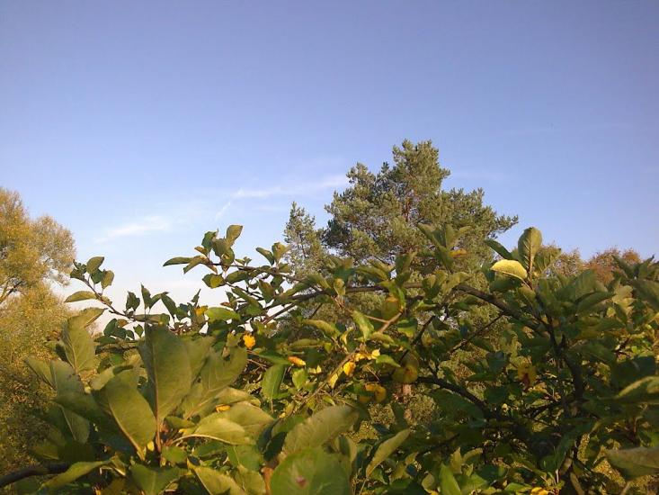 Тернавка з panoramio.com - Тернавка