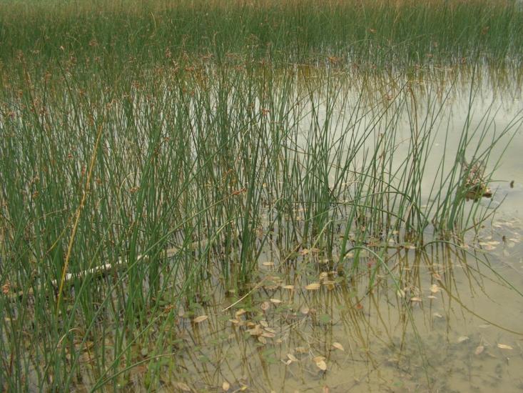 Згорани з panoramio.com - Згораны