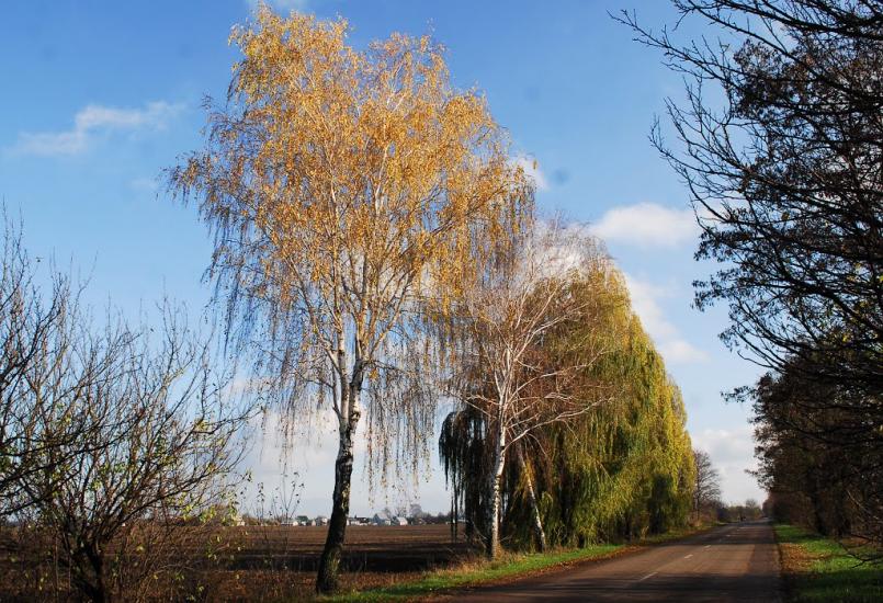Узин з panoramio.com - Uzyn