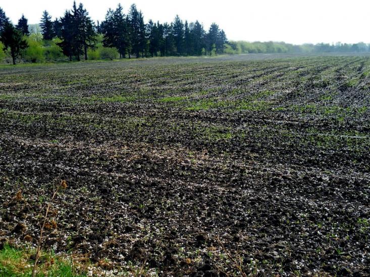 Григорівка з panoramio.com - Григоровка