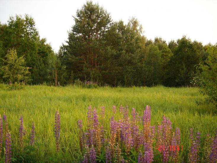 Велика Офірна з panoramio.com - Velyka Ofirna