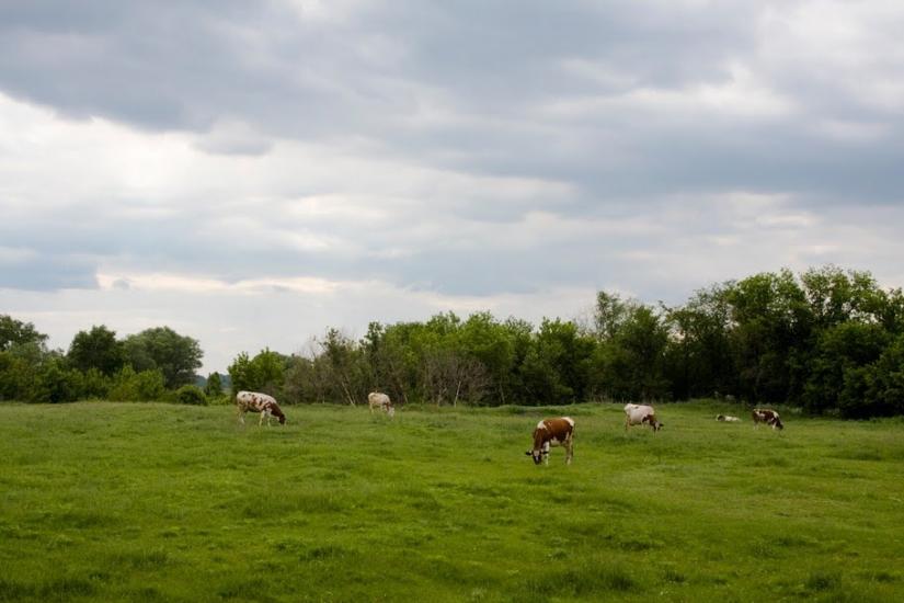 Сазонівка з panoramio.com - Сазонівка