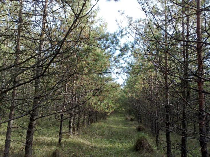 Михайлівка з panoramio.com - Михайловка