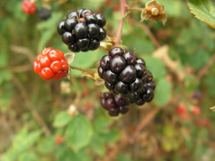 Згорани з panoramio.com - Згораны