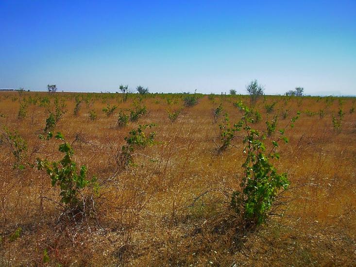 Берегове з panoramio.com - Берегово