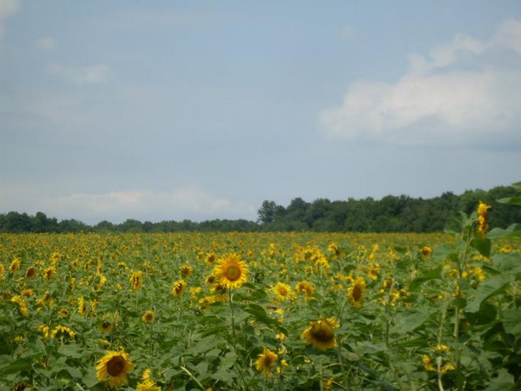 Кунка з panoramio.com - Кунка