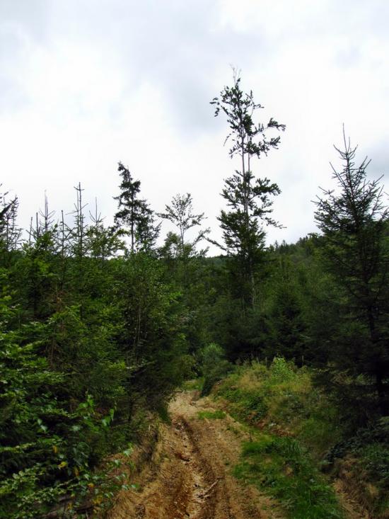 Кам'янка з panoramio.com - Каменка