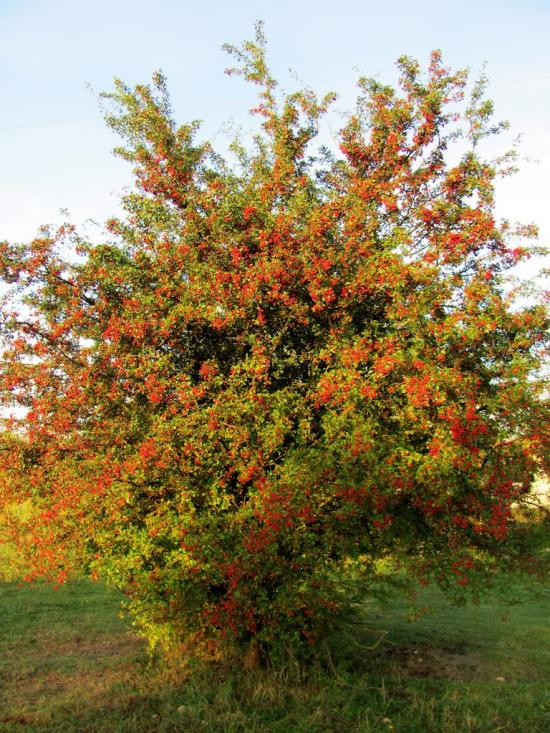 Белз з panoramio.com - Белз