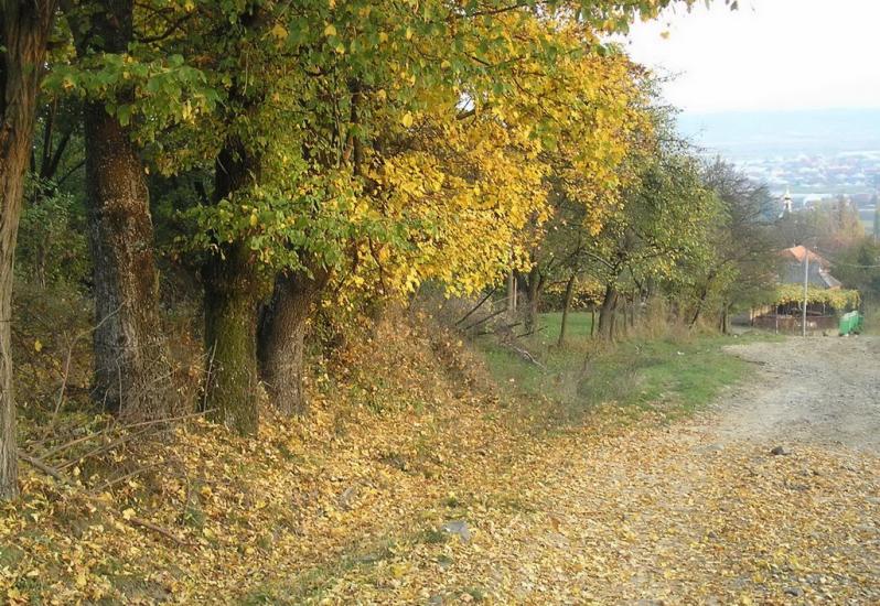 Сільце з panoramio.com - Сільце