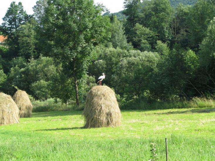 Люча з panoramio.com - Lyucha