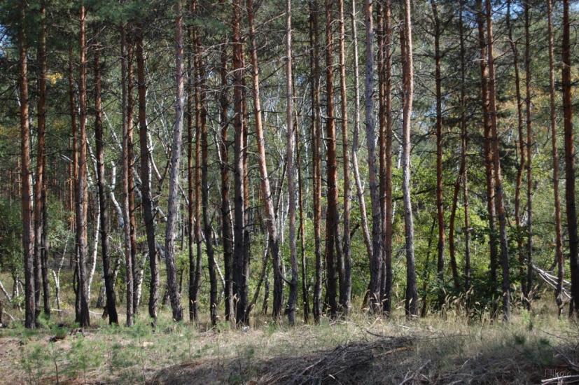 Кудряшівка з panoramio.com - Kudryashivka
