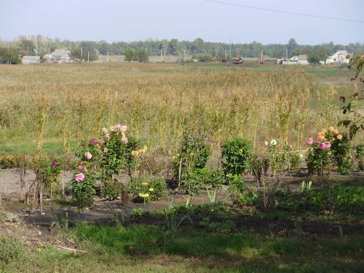 Котовка з panoramio.com - Котовка