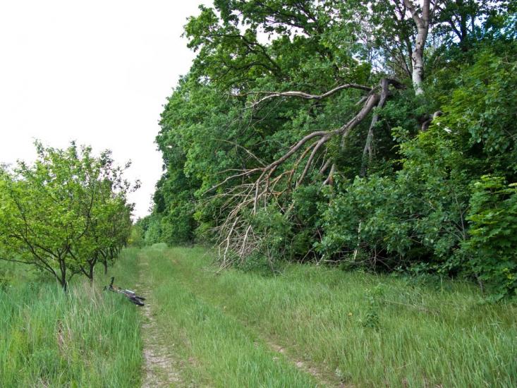 Луковиця з panoramio.com - Луковица