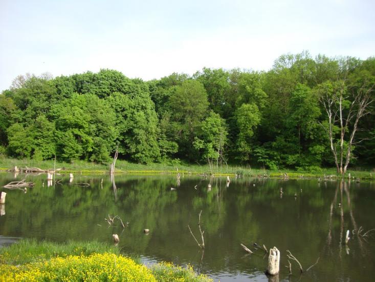 Сєверне з panoramio.com - Syeverne