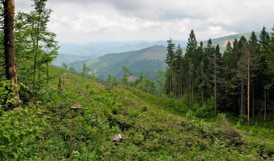 Кам'янка з panoramio.com - Каменка