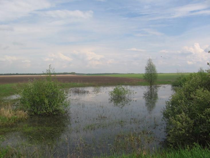 Товстоліс з panoramio.com - Товстоліс