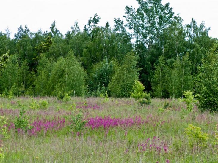 Луковиця з panoramio.com - Луковица