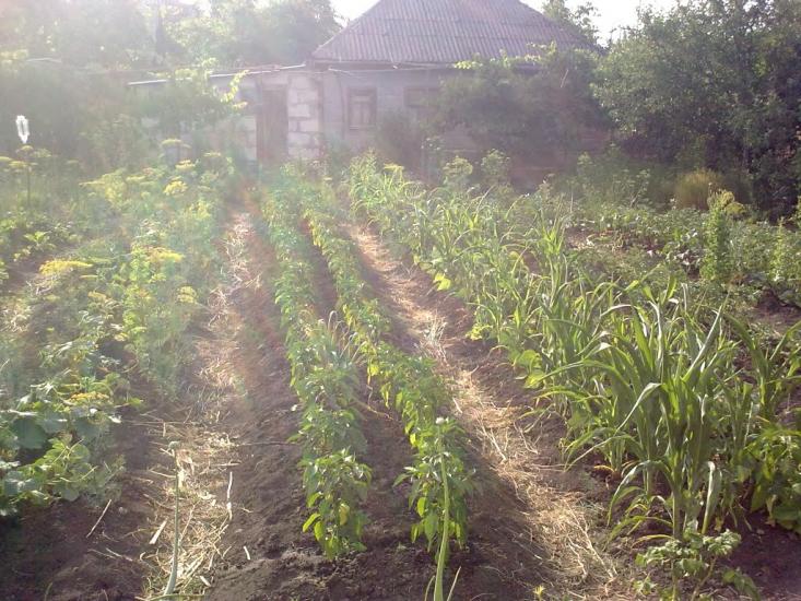 Любашівка з panoramio.com - Любашевка