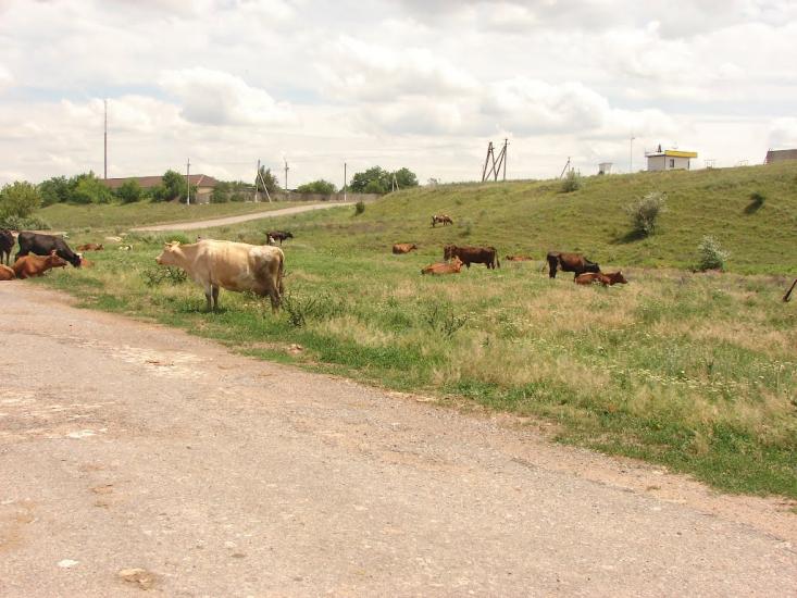 Володимирівка з panoramio.com - Володимирівка