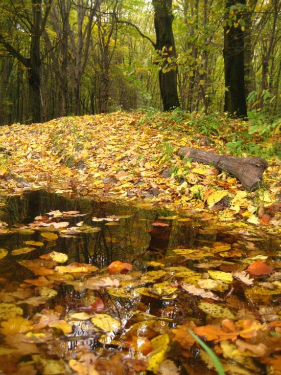 Пасіки-Зубрицькі з panoramio.com - Пасеки-Зубрицкие