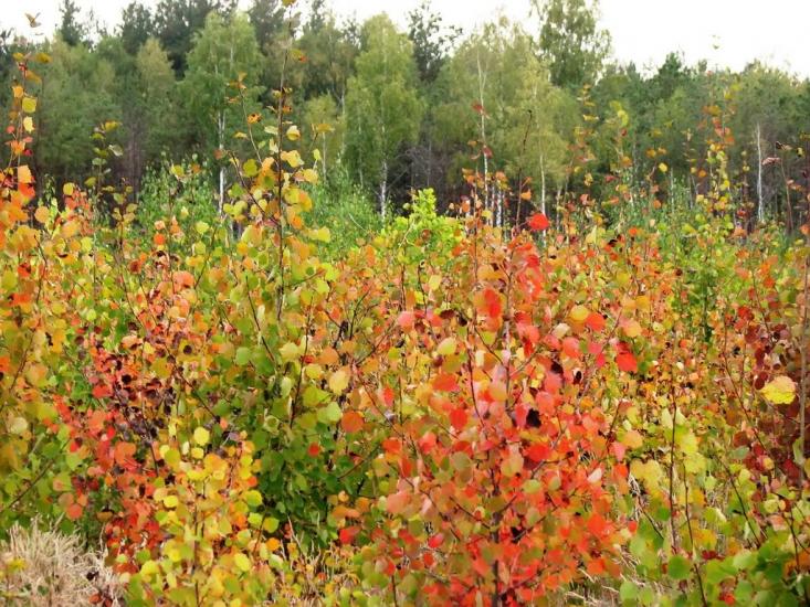 Славутич з panoramio.com - Славутич