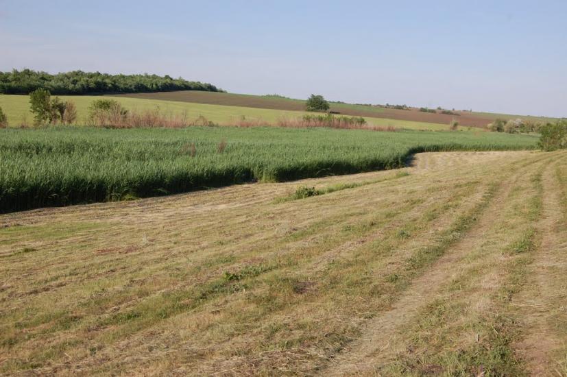 Маринівка з panoramio.com - Мариновка