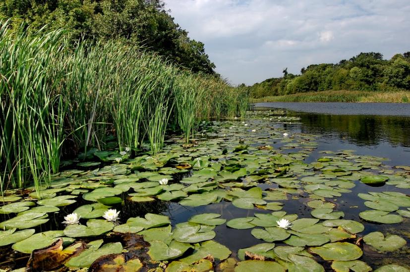 Дронівка з panoramio.com - Dronivka